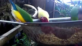 دانه های خیسانده شده