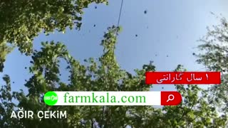 عملکرد دستگاه برداشت گردو ساخت ترکیه - گردو تکان ترک