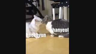 نمونه کاملی از چانبک جیگرمون