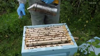 آموزش زنبورداری فارسی