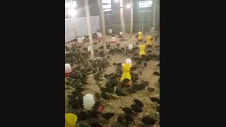 فروش بوقلمون برنز انگلیسی09121986651