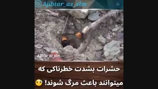حشرات بسی خطرناک