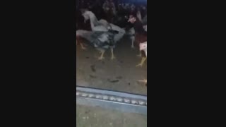 فروش مرغ و خروس 5 ماهه09121986651