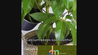 ترفند هایی برای رشد بهتر گیاه ها و نهال ها و پژمرده نشدن