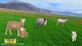 از کجا شروع کنم...پرورش گوسفند به روش نوین