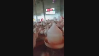 بوقلمون بی یو تی