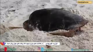 جزیره کوریوس، سکونتگاه لاکپشت های غول پیکر در اقیانوس هند - بوکینگ پرشیا