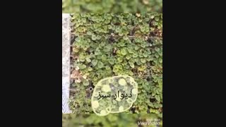 دیوار سبز یا گرین وال