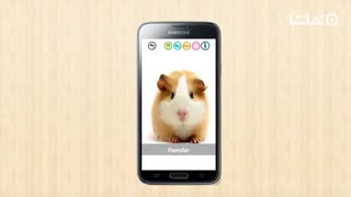 Baby Learning Card - Animal