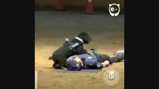 سگ امداد گر