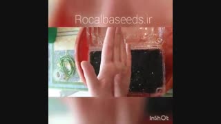 آموزش کاشت بذر گل بگونیا
