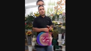 افزایش عمر و ماندگاری گل مریم و رز_ آرامیس گل