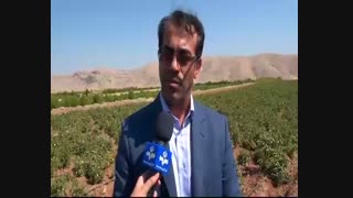 دانش آموختگانِ کارآفرین لرستانی