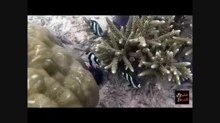 غواصی در اقیانوس هند