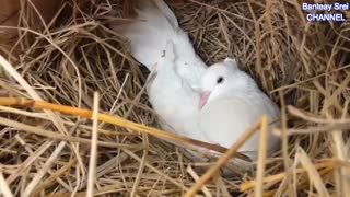 نجات پرنده ها از چنگال مار