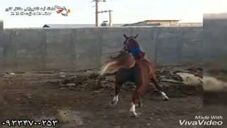 خرید و فروش هورس پازوکی در پاکدشت