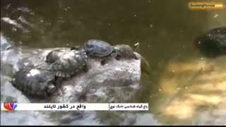 باغ نانگ نوچ در پاتایا، جذاب ترین باغ گیاه شناسی جهان در تایلند - بوکینگ پرشیا