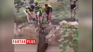 نجات گوزن بزرگ توسط چند دوچرخه سوار