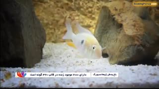 باغ وحش ژوهانسبورگ، خانه ی شیرهای سفید و حیوانات نادر - بوکینگ پرشیا