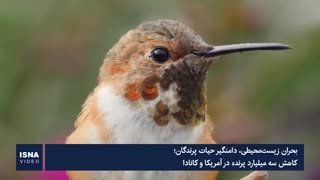 بحران زیستمحیطی، بلای جان میلیاردها پرنده