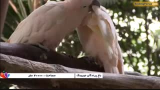 باغ پرندگان جورونگ، زیباترین پرندگان جهان در سنگاپور - بوکینگ پرشیا