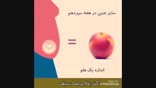 فیلم مراحل رشد جنین در بارداری جالب است ببینید