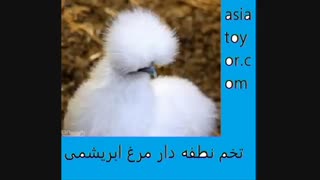 فروش مرغ و خروس زینتی شرکت اسیاطیور