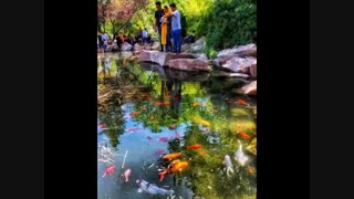 دختر شیرازی دندان شیری