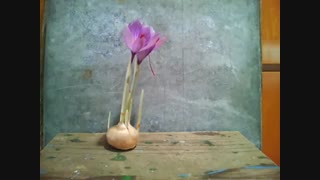 تایم لپس از گل دادن پیاز زعفران