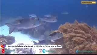 صخره های مرجانی توباتا فیلیپین، دنیایی شگفت انگیز در دریای سولو - بوکینگ پرشیا