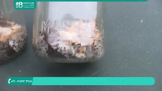 از عجایب!!! پرورش قارج روی تفاله قهوه