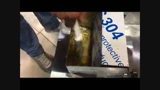 مرغ ریش کن