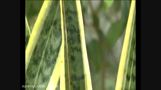 تاب آوری خانواده ( میکرواکشن های اقتصادی )