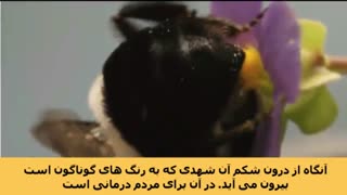 فواید عسل در قرآن