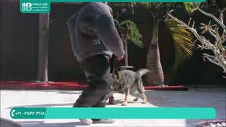 تربیت سگ ژرمن شپرد برای حفاظت از صاحب خود
