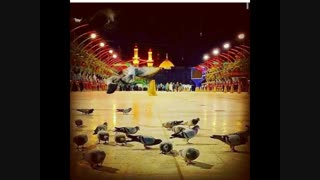 یه کاروان خسته