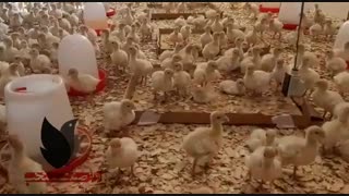 جوجه بوقلمون بیوتی 09129597807