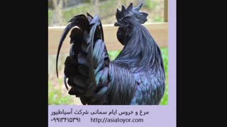 فروش تخم نطفه دار مرغ و خروس ایام سمانی /طیور زینتی