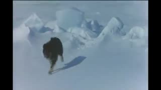 Antarctica (1983) (ending scene)