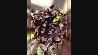 ریحان بنفش عقیق
