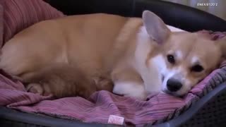 دوستی سگ با بچه‌گربه بعد از از دست دادن بچه‌‌ها در زایمان