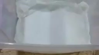 نهال در شیراز | 09141832393 | برتر نهال