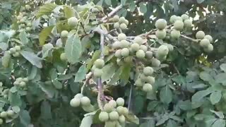 نهال در کرمان | 09141832393 | برتر نهال