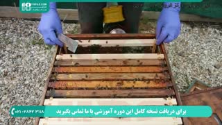 آموزش 0 تا 100 زنبورداری از مبتدی تا حرفه ای