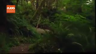 زیبایی های پارک ملی رد وود آمریکا را ببینید