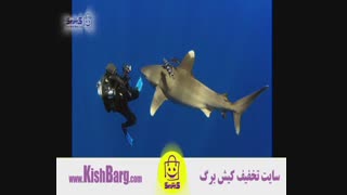 پارک دلفین کیش/دلفین شو/تفریحات آبی کیش