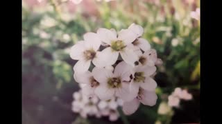 طبیعت روستای سرهه