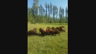 معرفی و خرید گوسفند زنده افشاری