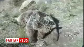 مرگ یک قلاده خرس در شهرستان مشگین شهر با اسلحه شکاری