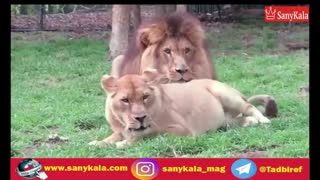 لوندی ماده شیر..!!  (ثانیکالا)